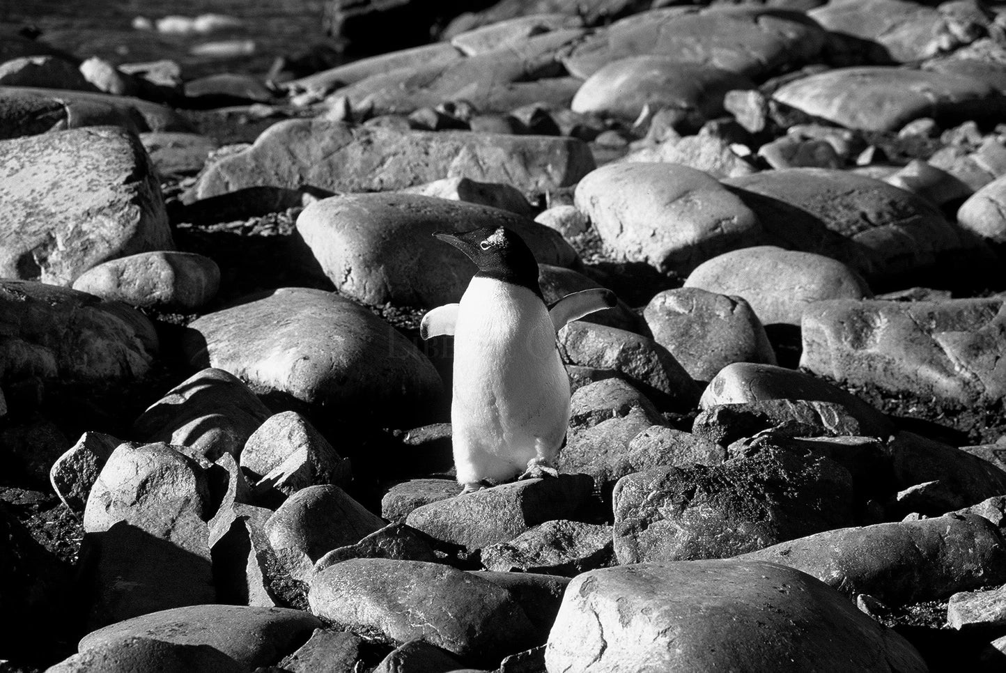 Free At Last Photograph