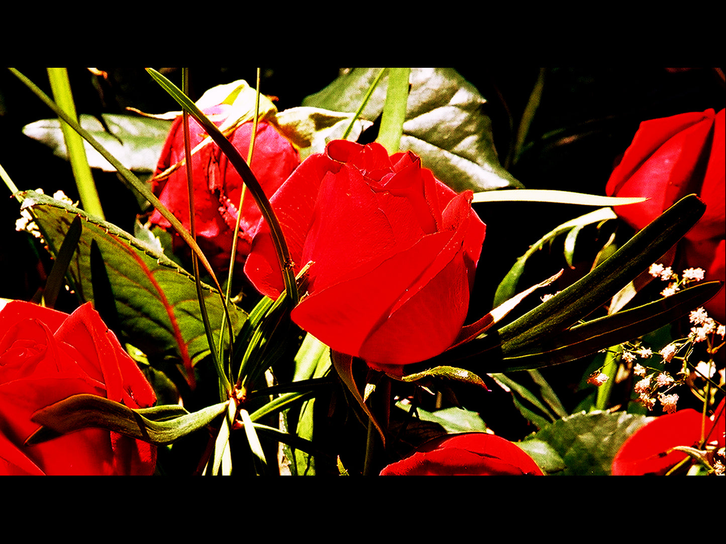 Storey: Rose Bud Photograph
