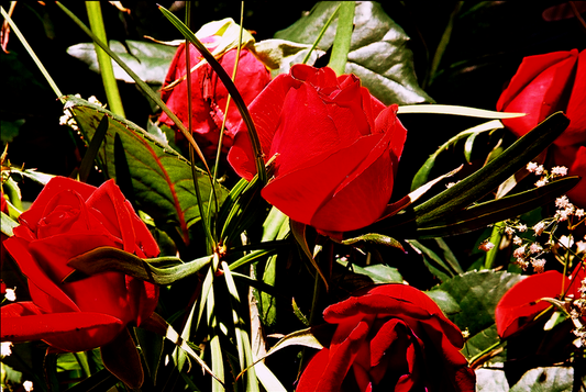 Storey: Rose Bud Photograph