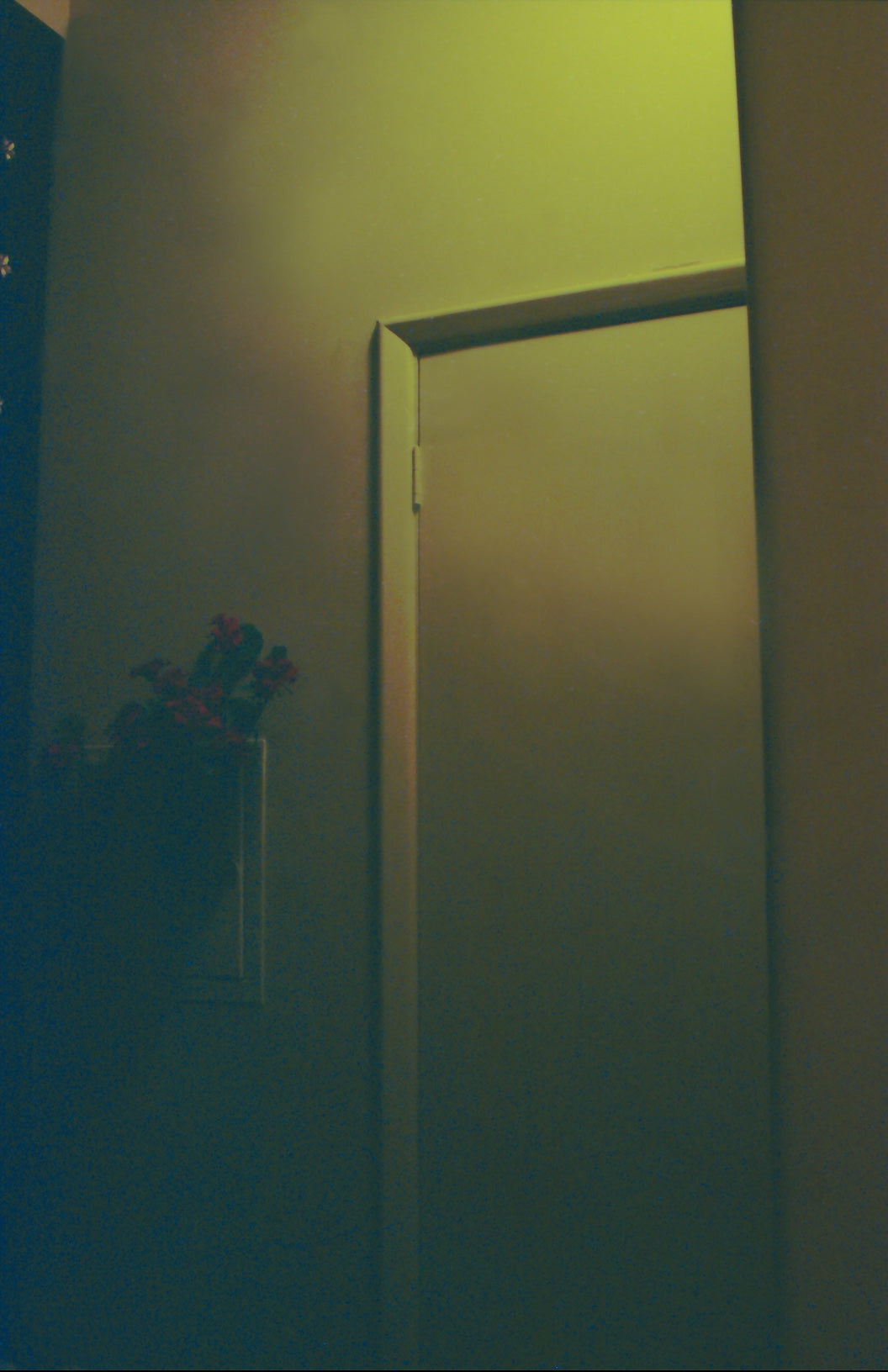 Sheridan Close | Midnight Flowers Photograph - Limited Edition of 44