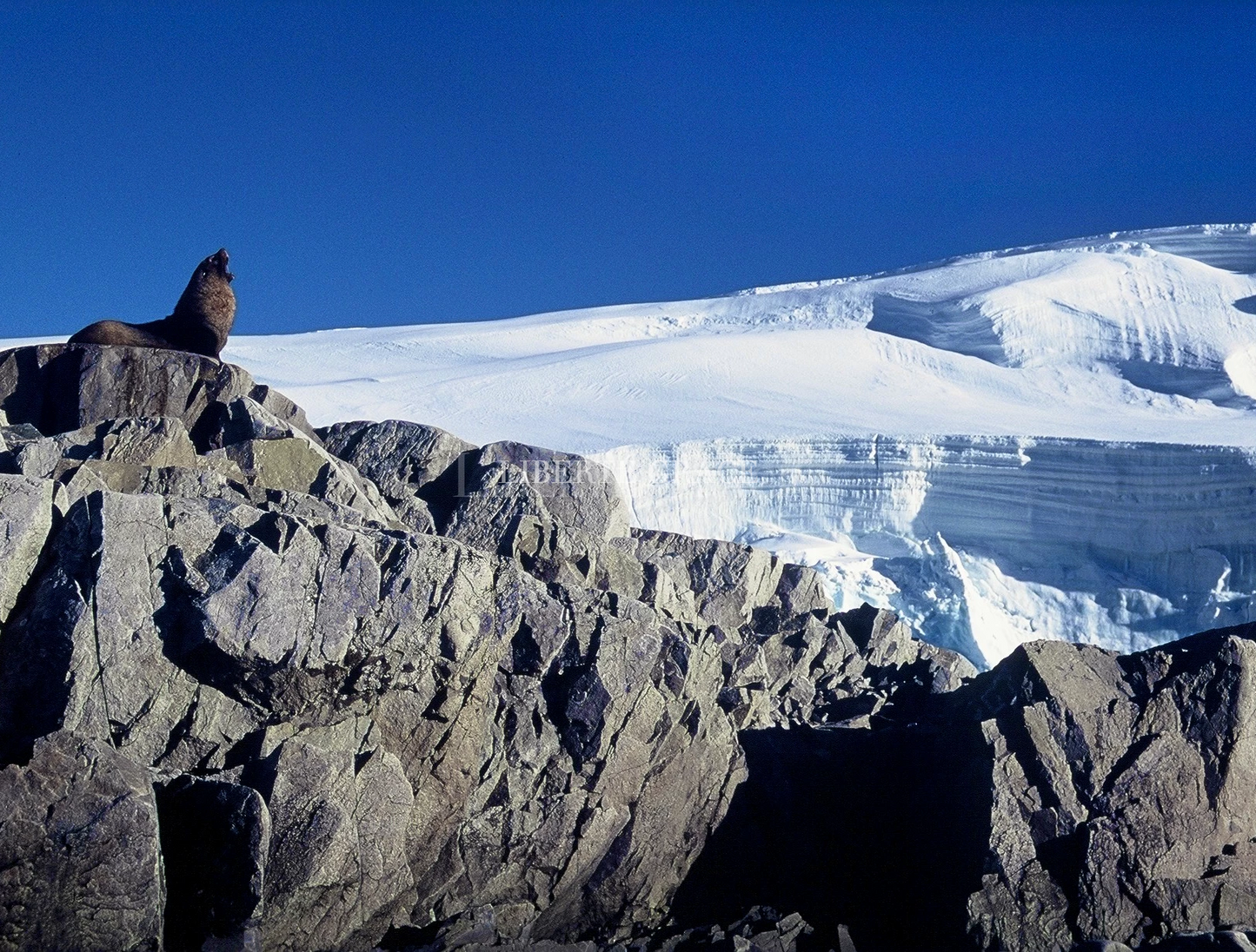 'I Am Presence' | IMAGINE ANTARTICA by Liberté Grace